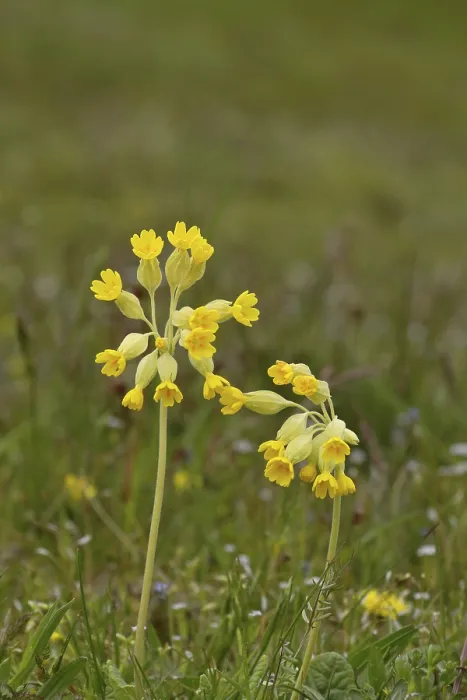 Gerahmter Druck : Gemeine Kuhschelle (Primula veris) Gerahmter Druck : Gemeine Kuhschelle (Primula veris)