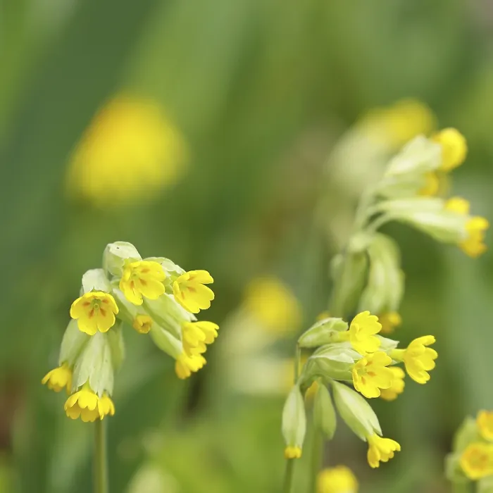 Gerahmter Druck : Gemeine Kuhschelle (Primula veris) Gerahmter Druck : Gemeine Kuhschelle (Primula veris)