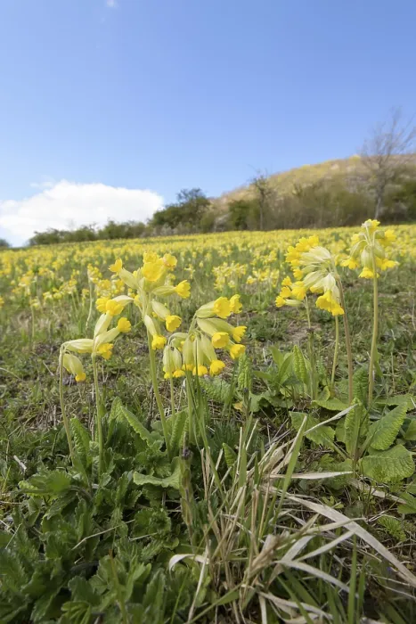 Gerahmter Druck : Gemeine Kuhschelle (Primula veris) Gerahmter Druck : Gemeine Kuhschelle (Primula veris)