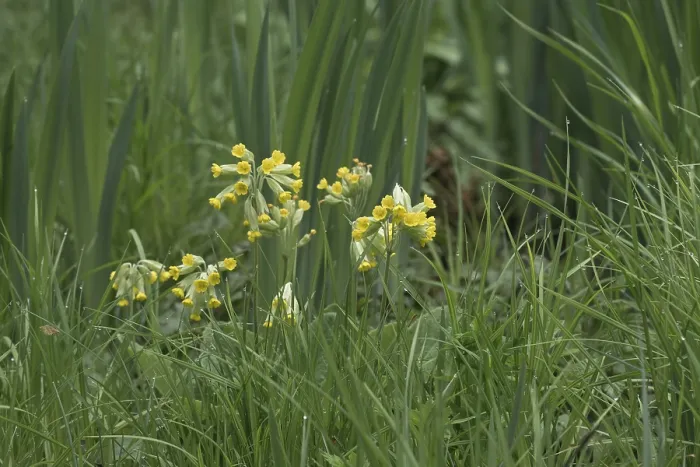 Gerahmter Druck : Gemeine Kuhschelle (Primula veris) Gerahmter Druck : Gemeine Kuhschelle (Primula veris)