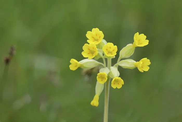 Gerahmter Druck : Gemeine Kuhschelle (Primula veris) Gerahmter Druck : Gemeine Kuhschelle (Primula veris)