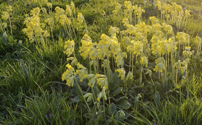 Gerahmter Druck : Gemeine Kuhschelle (Primula veris) Gerahmter Druck : Gemeine Kuhschelle (Primula veris)