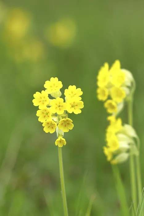 Gerahmter Druck : Gemeine Kuhschelle (Primula veris)