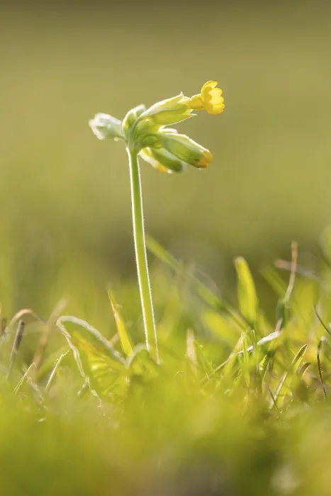 Gerahmter Druck : Gemeine Kuhschelle (Primula veris) Gerahmter Druck : Gemeine Kuhschelle (Primula veris)