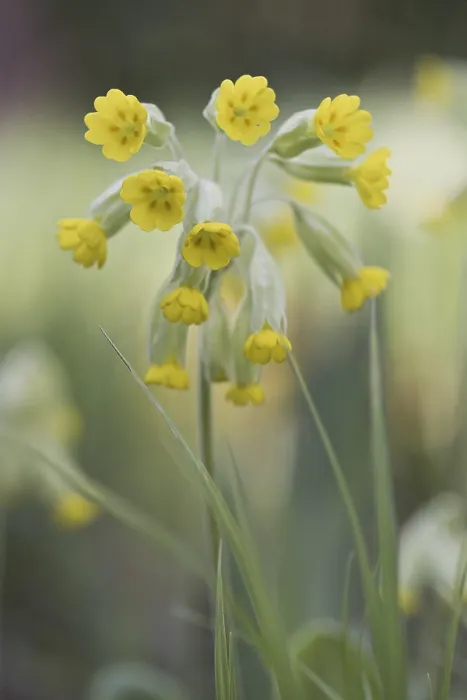 Gerahmter Druck : Gemeine Kuhschelle (Primula veris) Gerahmter Druck : Gemeine Kuhschelle (Primula veris)