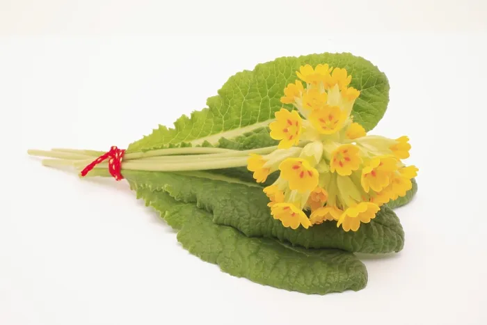 Gerahmter Druck : Gemeine Kriechweide (Primula veris) Gerahmter Druck : Gemeine Kriechweide (Primula veris)