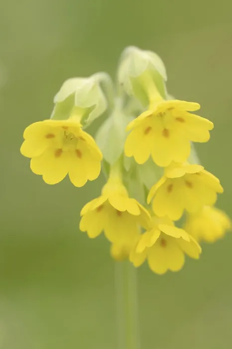 Gerahmter Druck : Gemeine Kuhschelle (Primula veris) Gerahmter Druck : Gemeine Kuhschelle (Primula veris)