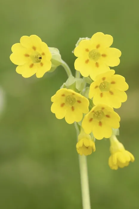 Gerahmter Druck : Gemeine Kuhschelle (Primula veris) Gerahmter Druck : Gemeine Kuhschelle (Primula veris)