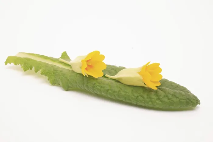 Gerahmter Druck : Gemeine Kuhschelle (Primula veris) Gerahmter Druck : Gemeine Kuhschelle (Primula veris)