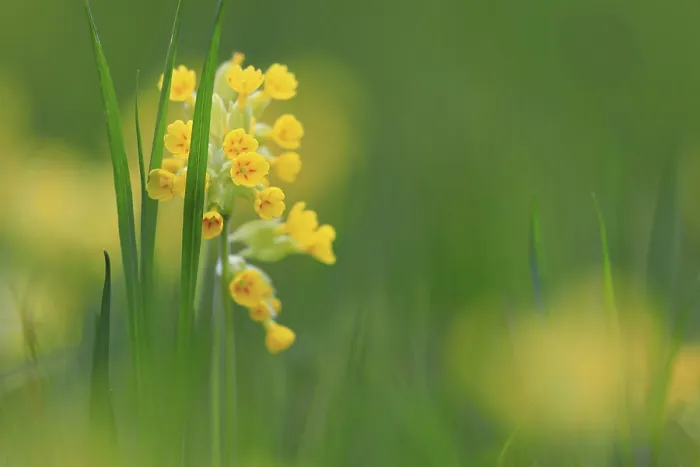 Gerahmter Druck : Common cowslip (Primula veris) in Bergsteig, Fridingen, Upper Danube nature Park, Baden-Württemberg, Deutschland Gerahmter Druck : Common cowslip (Primula veris) in Bergsteig, Fridingen, Upper Danube nature Park, Baden-Württemberg, Deutschland