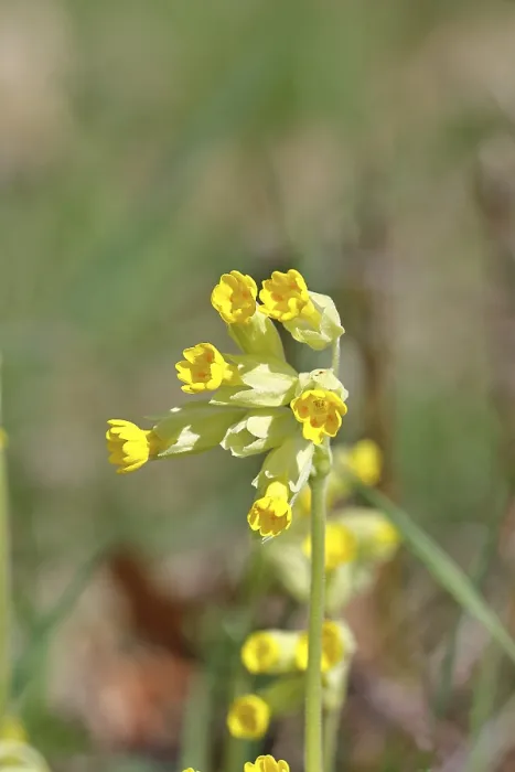 Gerahmter Druck : Primula veris in einer Weide im hessischen Deutschland Gerahmter Druck : Primula veris in einer Weide im hessischen Deutschland