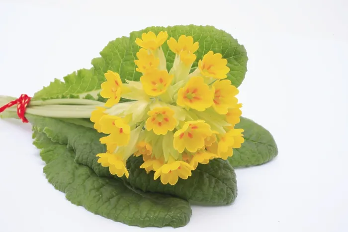 Gerahmter Druck : Gemeine Kriechschnepfe (Primula veris) Gerahmter Druck : Gemeine Kriechschnepfe (Primula veris)
