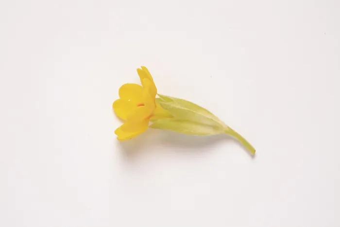 Gerahmter Druck : Gemeine Kuhschelle (Primula veris) Gerahmter Druck : Gemeine Kuhschelle (Primula veris)
