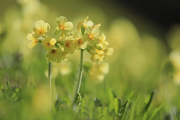Gerahmter Druck : Gemeine Kuhschelle (Primula veris) Gerahmter Druck : Gemeine Kuhschelle (Primula veris)