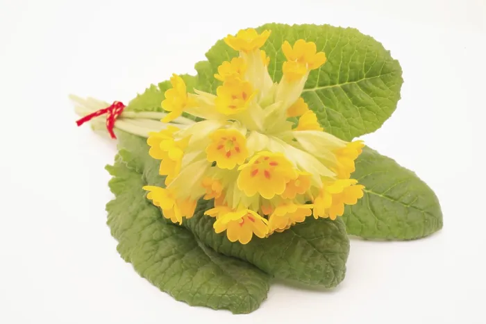 Gerahmter Druck : Gemeine Kuhschelle (Primula veris) Gerahmter Druck : Gemeine Kuhschelle (Primula veris)