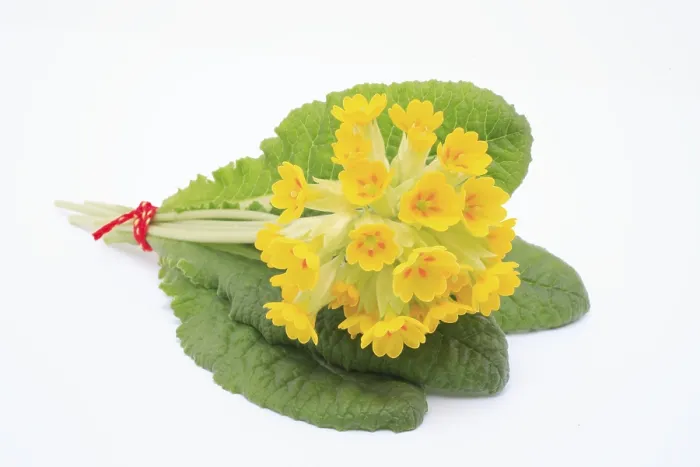Gerahmter Druck : Gemeine Kuhschelle (Primula veris) Gerahmter Druck : Gemeine Kuhschelle (Primula veris)