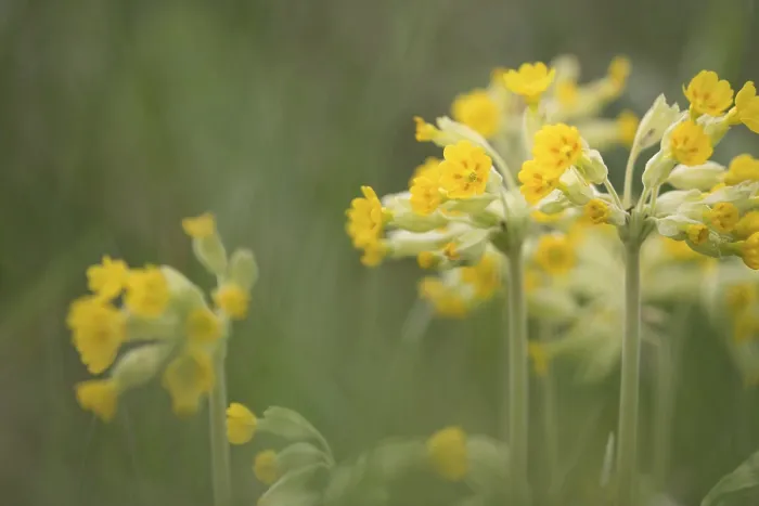 Gerahmter Druck : Gemeine Kuhschelle (Primula veris) Gerahmter Druck : Gemeine Kuhschelle (Primula veris)