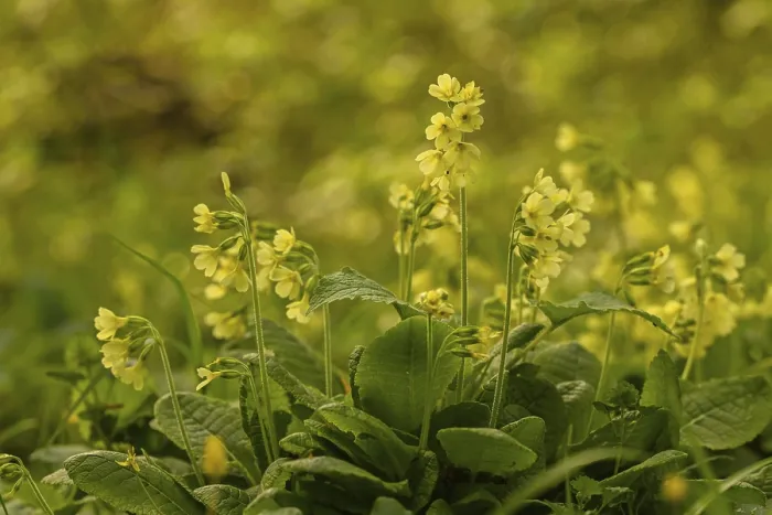 Gerahmter Druck : Gemeine Kuhschelle (Primula veris) Gerahmter Druck : Gemeine Kuhschelle (Primula veris)