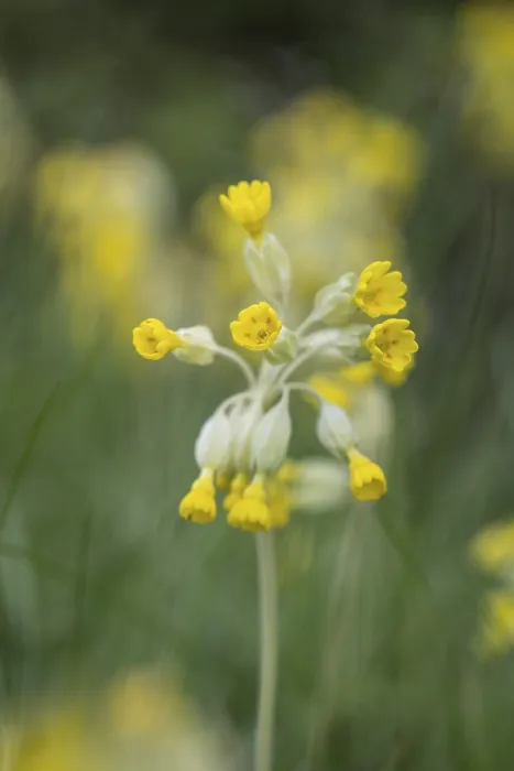 Gerahmter Druck : Primel (Primula veris), Thüringen, Deutschland Gerahmter Druck : Primel (Primula veris), Thüringen, Deutschland
