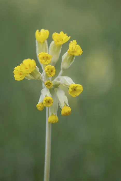 Gerahmter Druck : Primel (Primula veris), Thüringen, Deutschland Gerahmter Druck : Primel (Primula veris), Thüringen, Deutschland
