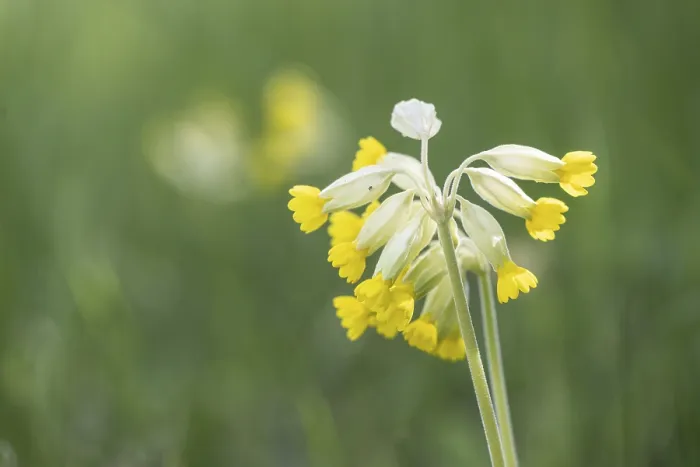Gerahmter Druck : Primel (Primula veris), Thüringen, Deutschland Gerahmter Druck : Primel (Primula veris), Thüringen, Deutschland