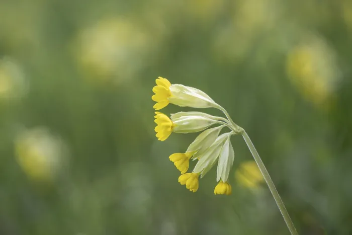 Gerahmter Druck : Primel (Primula veris), Thüringen, Deutschland. Gerahmter Druck : Primel (Primula veris), Thüringen, Deutschland.