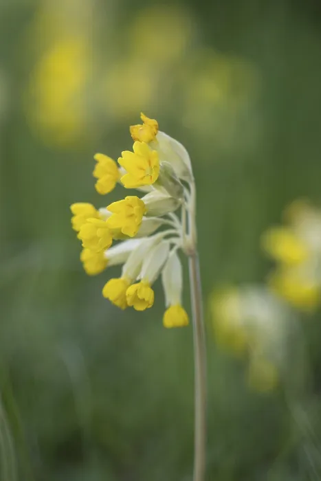 Gerahmter Druck : Primel (Primula veris), Thüringen, Deutschland Gerahmter Druck : Primel (Primula veris), Thüringen, Deutschland
