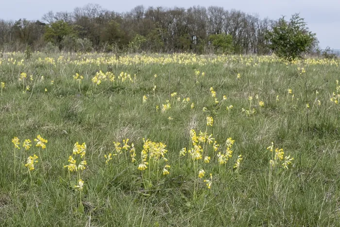 Gerahmter Druck : Primel (Primula veris), Thüringen, Deutschland. Gerahmter Druck : Primel (Primula veris), Thüringen, Deutschland.
