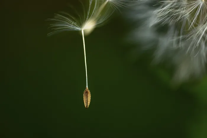 Gerahmter Druck : Gemeiner Dandelion (Taraxacum) im Detail. Gerahmter Druck : Gemeiner Dandelion (Taraxacum) im Detail.