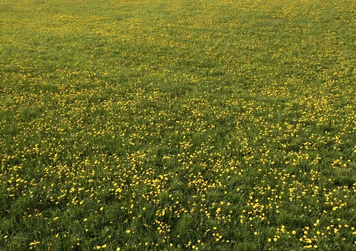 Gerahmter Druck : Gemeiner Löwenzahn (Taraxacum sect) Gerahmter Druck : Gemeiner Löwenzahn (Taraxacum sect)