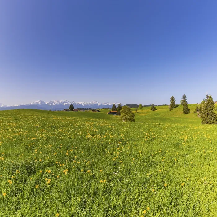 Gerahmter Druck : Gemeiner Löwenzahn (Taraxacum sect) Gerahmter Druck : Gemeiner Löwenzahn (Taraxacum sect)