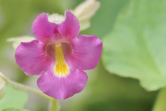 Gerahmter Druck : Gemeiner Teufelsklauer oder Teufelsklauer (Proboscidea louisianica) Gerahmter Druck : Gemeiner Teufelsklauer oder Teufelsklauer (Proboscidea louisianica)