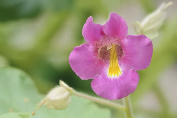 Gerahmter Druck : Kleine Teufelsklapperschlinge oder Teufelsklapperschlinge (Proboscidea louisianica) Gerahmter Druck : Kleine Teufelsklapperschlinge oder Teufelsklapperschlinge (Proboscidea louisianica)