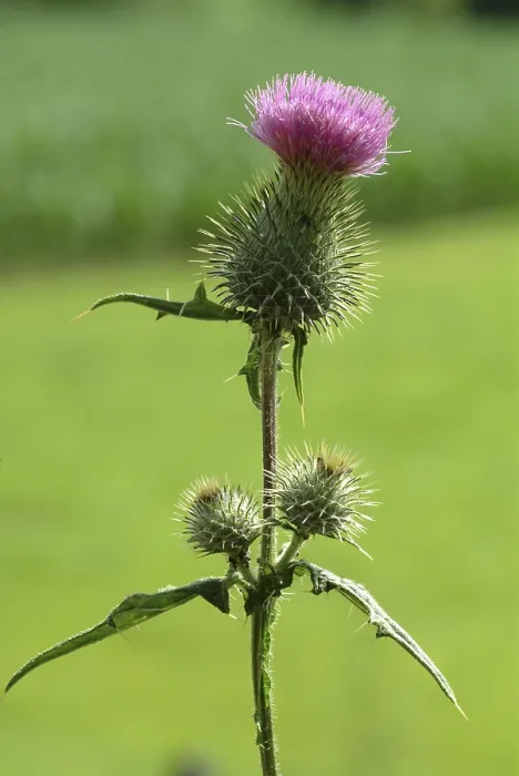 Gerahmter Druck : Gemeiner Eselsdistel, auch Krebsdistel. Gerahmter Druck : Gemeiner Eselsdistel, auch Krebsdistel.