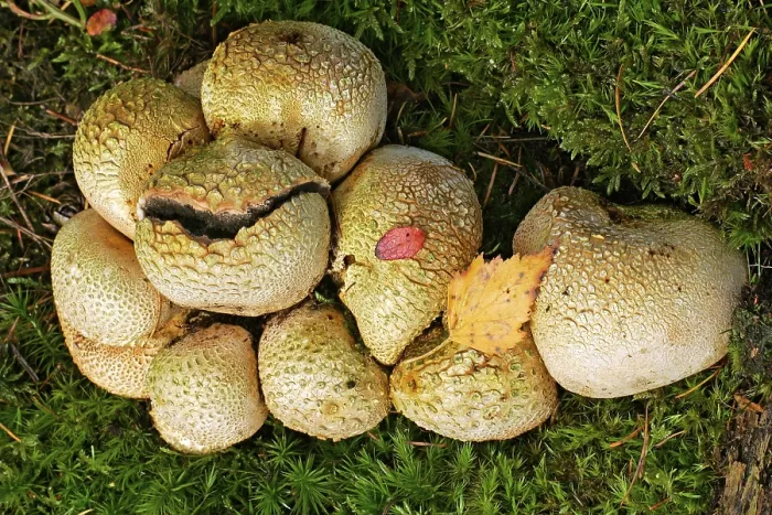 Gerahmter Druck : Gemeiner Erdkugelpilz - Pilze - Krötchen (Scleroderma citrinum) Gerahmter Druck : Gemeiner Erdkugelpilz - Pilze - Krötchen (Scleroderma citrinum)