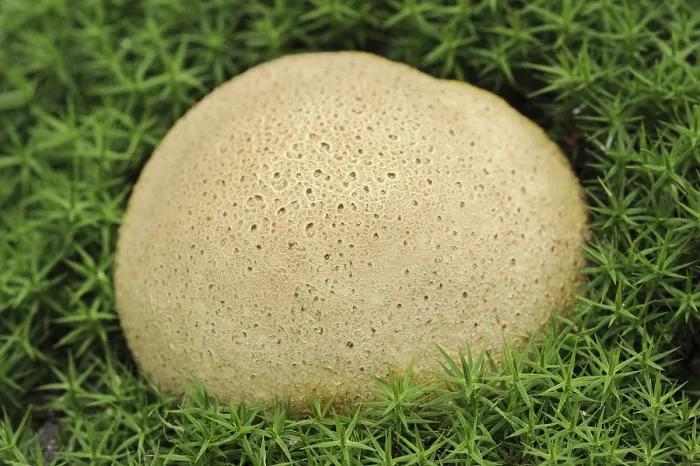 Gerahmter Druck : Gemeine Erdeball (Scleroderma citrinum) Gerahmter Druck : Gemeine Erdeball (Scleroderma citrinum)
