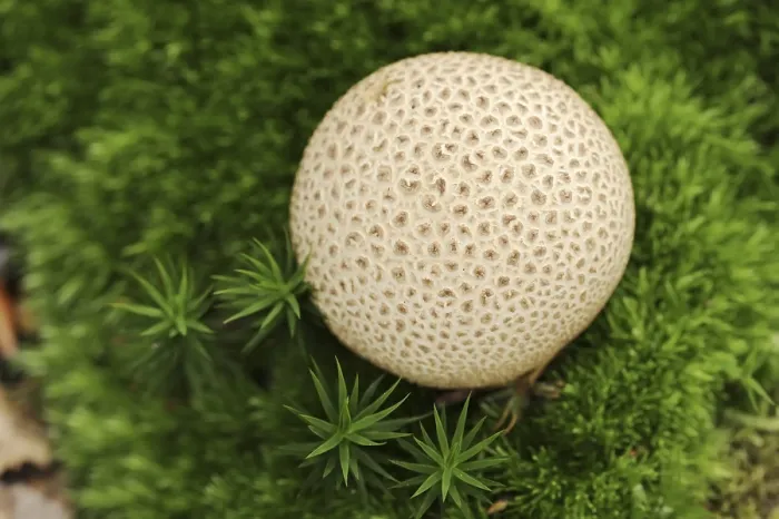 Gerahmter Druck : Common earthball (Scleroderma citrinum), De Hoge Veluwe Nationalpark, Gelderland, Niederlande Gerahmter Druck : Common earthball (Scleroderma citrinum), De Hoge Veluwe Nationalpark, Gelderland, Niederlande