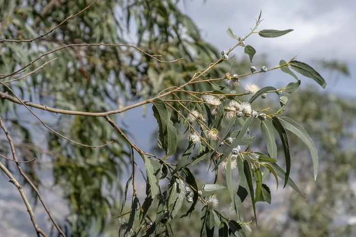 Gerahmter Druck : Gemeine Fieberbaum, Eukalyptusbaum Gerahmter Druck : Gemeine Fieberbaum, Eukalyptusbaum