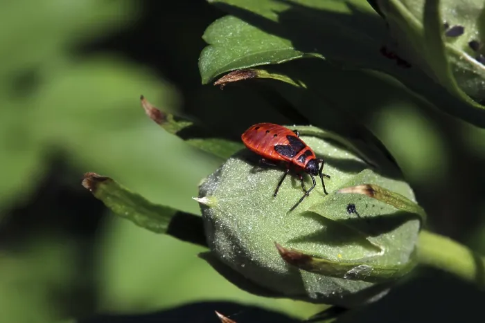 Gerahmter Druck : Gemeiner Feuerwanze, Pyrrhocoris apterus Gerahmter Druck : Gemeiner Feuerwanze, Pyrrhocoris apterus