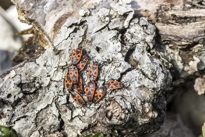 Gerahmter Druck : Gemeiner Feuerwanze (Pyrrhocoris apterus) Gerahmter Druck : Gemeiner Feuerwanze (Pyrrhocoris apterus)