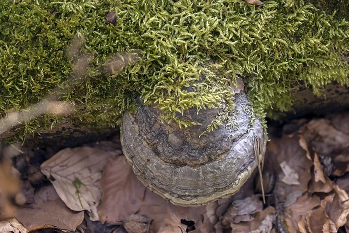 Gerahmter Druck : Gemeiner Feuerschwamm (Phellinus igniarius) Bayern Gerahmter Druck : Gemeiner Feuerschwamm (Phellinus igniarius) Bayern