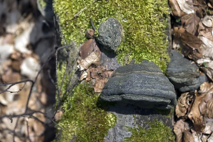 Gerahmter Druck : Gemeiner Feuerschwamm (Phellinus igniarius) Bayern Gerahmter Druck : Gemeiner Feuerschwamm (Phellinus igniarius) Bayern