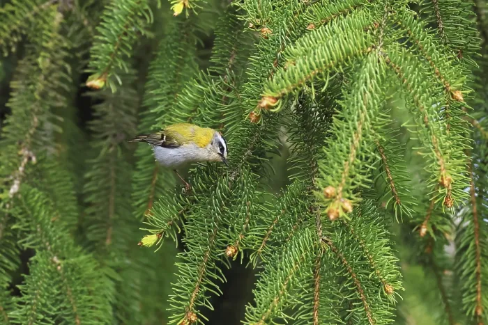 Gerahmter Druck : Common Firecrest, Regulus ignicapilla Gerahmter Druck : Common Firecrest, Regulus ignicapilla