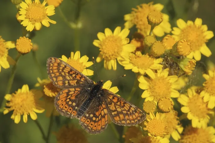 Gerahmter Druck : Gemeine Fritillare (Melitaea cinxia) Gerahmter Druck : Gemeine Fritillare (Melitaea cinxia)