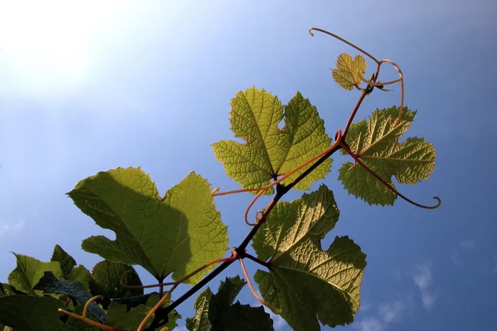 Gerahmter Druck : Gemeine Weinrebe (Vitis vinifera) Gerahmter Druck : Gemeine Weinrebe (Vitis vinifera)