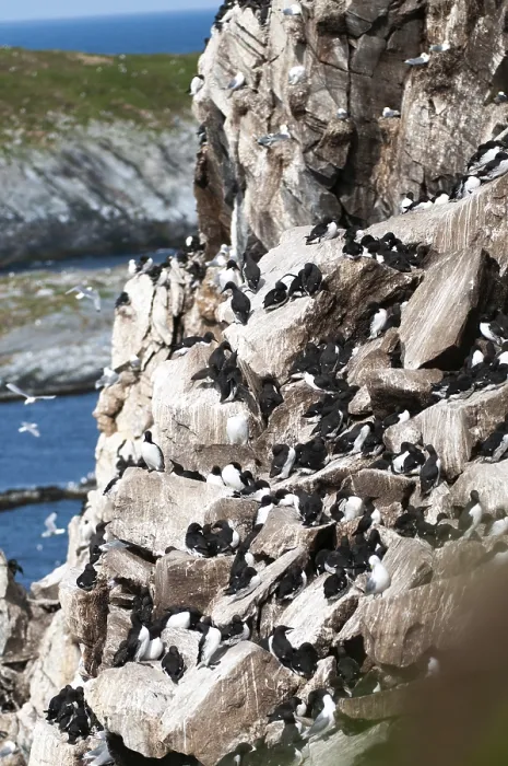 Gerahmter Druck : Common-Guillemot, Common-Murre Gerahmter Druck : Common-Guillemot, Common-Murre