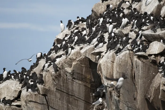 Gerahmter Druck : Common-Guillemot, Common-Mauerlämmern