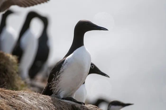 Gerahmter Druck : Common Guillemot, Common Murre Gerahmter Druck : Common Guillemot, Common Murre