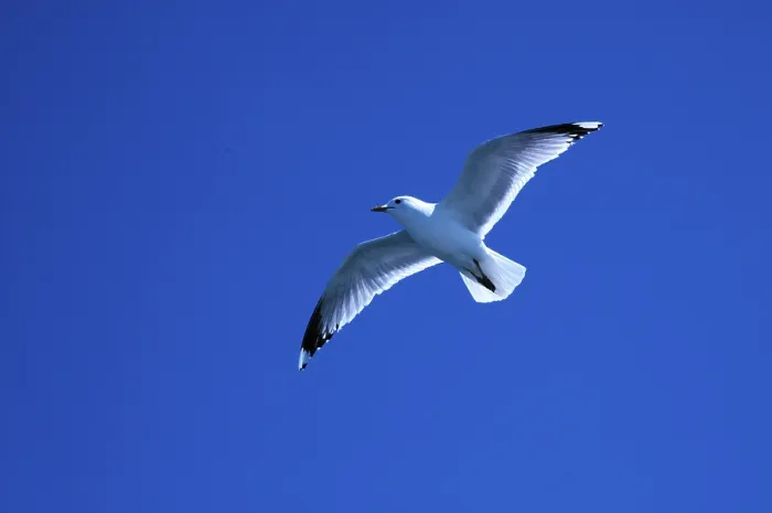 Gerahmter Druck : Graugans (Larus canus) Gerahmter Druck : Graugans (Larus canus)