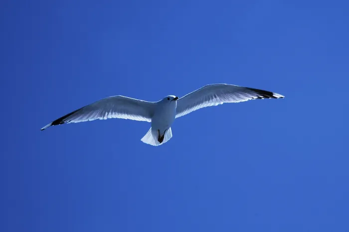 Gerahmter Druck : Graugans (Larus canus) Gerahmter Druck : Graugans (Larus canus)